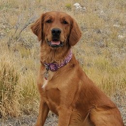 Annie - Golden Retriever