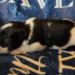 Clark - Parti male Miniature Schnauzer puppy in Elgin, Iowa from Firefly Stables