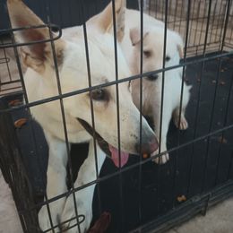 "Dad and daughter " German Shepherd Puppies from Puppy Love
