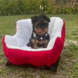 Bentley - Black and gold male Yorkshire Terrier puppy in Cape Coral, Florida from Moon Ranch Puppies
