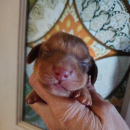 Puppy 2 - Red male Dachshund puppy in Clayton, Indiana from Love Struck Miniature Dachshunds