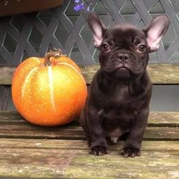 French Bulldogs from Shell Creek Kennels