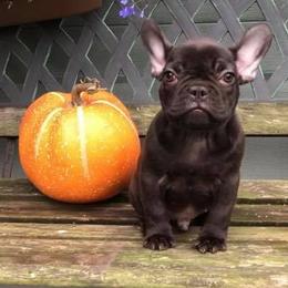 French Bulldogs from Shell Creek Kennels