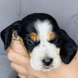 Gray - Black white and brown male Basset Hound puppy in Justin, Texas from S&G's Bassets