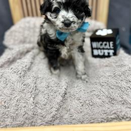 Sprout - Blue merle male Aussiedoodle puppy in Science Hill, Kentucky from Southern Paws Kennels