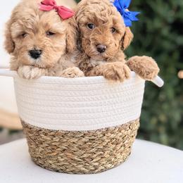Aussiedoodle and Goldendoodle Puppies from Ever After Doodles Arizona