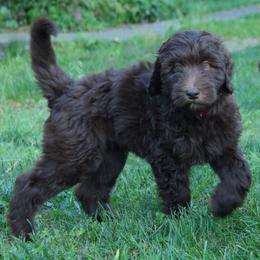 Orion - Chocolate male Labradoodle puppy in Grants Pass, Oregon from Oregon Valley Doodles