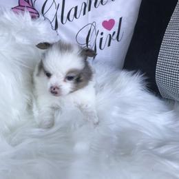 Blue Merle Parti pom - Blue parti male Pomeranian puppy in Taylor, Texas from Regal Poms