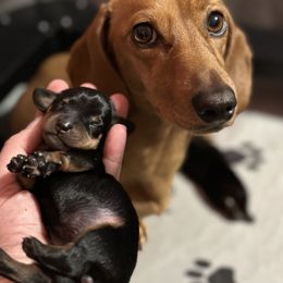 Maisy - Dachshund