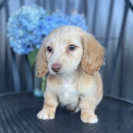 Dachshund Puppies from Double B Corsos & Dachshunds