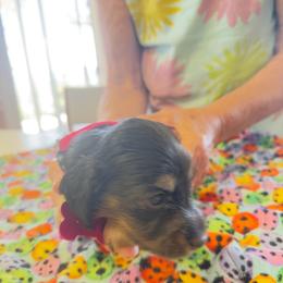 Critter Ridge M - Black and tan female Dachshund puppy in Coulterville, California from Critter Ridge mini long hair Dachshunds
