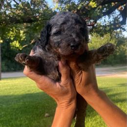 Cruz - Blue merle male Bernedoodle puppy in Millsap, Texas from Gaston’s Posh Poodles and Doodles