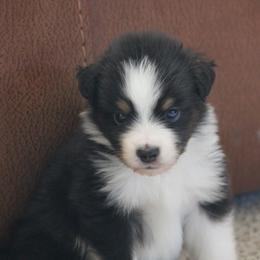 William - Black tri male Miniature American Shepherd puppy in Tiskilwa, Illinois from First Harmony Farms