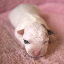 Paris - Tan and white female Jack Russell Terrier puppy in Menifee, California from Wendover Terriers