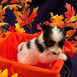 Boy 1 - White black and tan male Papillon puppy in Fremont, Michigan from Barque