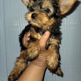 Girl 1 - Black and gold female Yorkshire Terrier puppy in Gilbert, Arizona from Yorkie Your Soulmate Puppy
