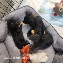 Dachshund and Yorkshire Terrier Puppies from Southern Sweetheart Kennels