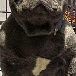 Cane Corso and French Bulldogs from Elite Kennels