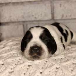 Boy 6 - Black white and tan English Springer Spaniel puppy in Swainsboro, Georgia from Sweet Georgia Springers