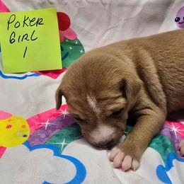 P girl 1 - Red and white female Basenji puppy in Caldwell, Texas from Candyce Witte