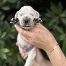 Golden Retriever Puppies from Sanctuary Ranch Goldens