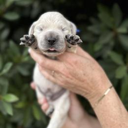 Golden Retriever Puppies from Sanctuary Ranch Goldens