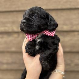 Pepper - Black white and tan male Cocker Spaniel puppy in Lake, Mississippi from MGs Cockers