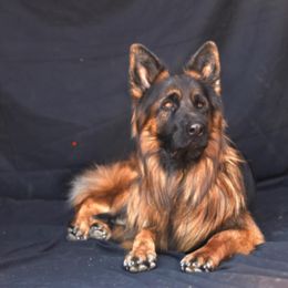 "Hemi vom Ashtonhaus, sire of K litter (2022)" German Shepherd Puppies from Schonwasser Shepherds