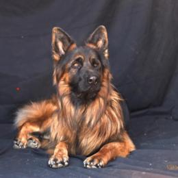 "Hemi vom Ashtonhaus, sire of K litter (2022)" German Shepherd Puppies from Schonwasser Shepherds
