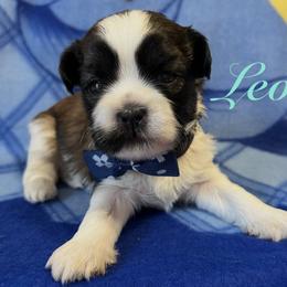 Leo - Gold and white male Shih Tzu puppy in Hemet, California from Aloha Shih Tzu