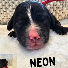 Boy 7 - Black and white Sheepadoodle puppy in Egg Harbor City, New Jersey from Doodles by Starlight