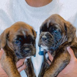 Boxer Puppies from Goodfella Boxers