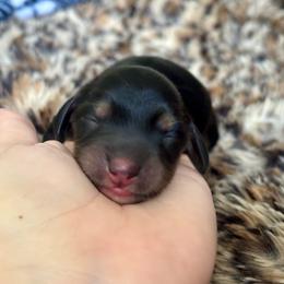 Boy - Black and cream male Dachshund puppy in Lincoln, California from ForeversEdge Doxies