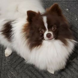 Kimmy - Pomeranian