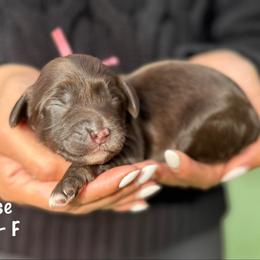 Eloise - Chocolate female Australian Labradoodle puppy in Morgan Hill, California from Loving Labradoodles
