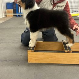 Australian Shepherd Puppies from Badlands Australian Shepherds
