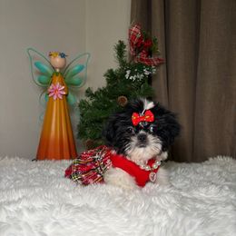 Miranda - Black and white female Shih Tzu puppy in Phoenix, Arizona from Spoiled Shih Tzu