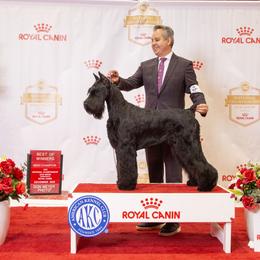 Giant Schnauzer and Miniature Schnauzer All Grown Up from Kalidor Kennels