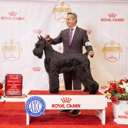 Giant Schnauzer and Miniature Schnauzer All Grown Up from Kalidor Kennels