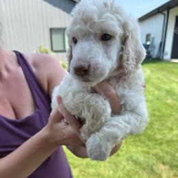 Boy 2 - Brown male Poodle puppy in Wentworth, South Dakota from PaintersPreciousPoodles