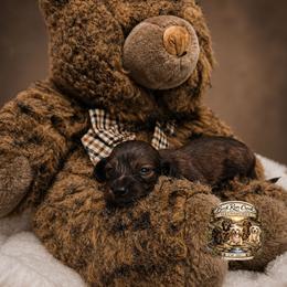 ATLAS - Brindle male Dachshund puppy in Greenfield, Ohio from Buck Run Creek Dachshunds