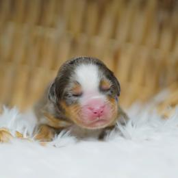 Benji - Blue merle male Bernedoodle puppy in Spokane, Washington from Lilac City Doodles