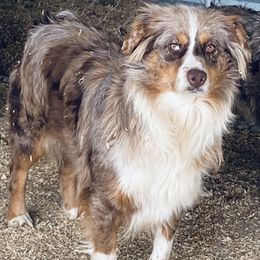Red - Australian Shepherd
