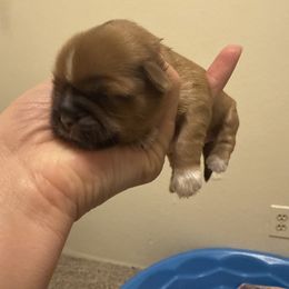 Girl 3 - Chocolate female Shih Tzu puppy in Kennewick, Washington from Elizabeth's pups