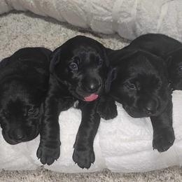 Labrador Retriever Puppies from Andrew’s Labs