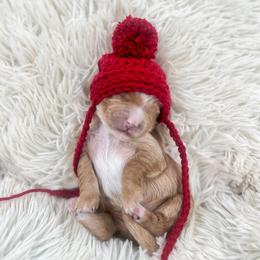 Snickerdoodle - Apricot male Goldendoodle puppy in Hollister, Missouri from Wild Acres Goldendoodles