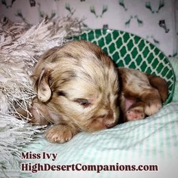 Aussiedoodle, Poodle, and Toy Australian Shepherd Puppies from High Desert Companions