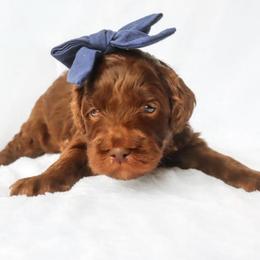 Poet - Chocolate female Goldendoodle puppy in Holly Springs, Georgia from Libby Lou’s Goldendoodles