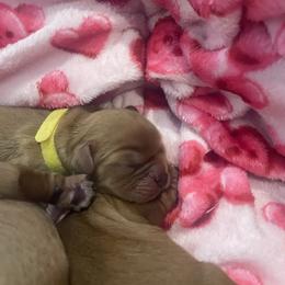 Yellow - Ruby male Cavalier King Charles Spaniel puppy in London, Arkansas from Frosty’s Cavaliers