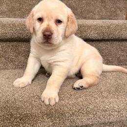 Red - Yellow male Labrador Retriever puppy in Tekonsha, Michigan from Asher Acres Labs